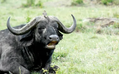 Tsavo East, Taita Hills and Salt Lick three-day safari from Mombasa