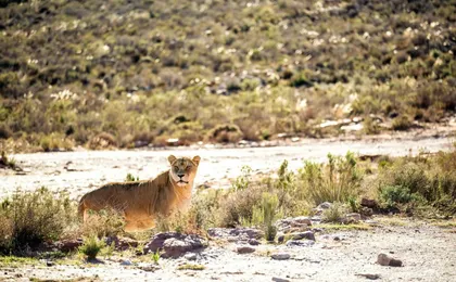 Two-day Chobe National Park boat safari and game drive