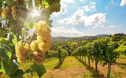 A journey through Piedmont's tradition and wines