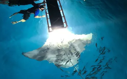Late night manta ray snorkel experience
