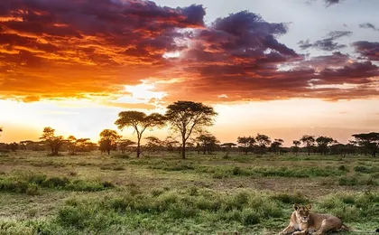 4-Day From Zanzibar Manyara, Serengeti & Ngorongoro Best Luxury Safari