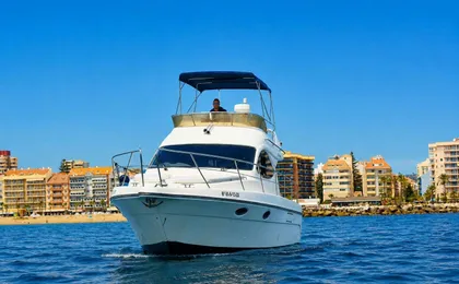 Dolphin watching on a luxury shared yacht with drink