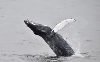 Classic whale watching tour in Reykjavík
