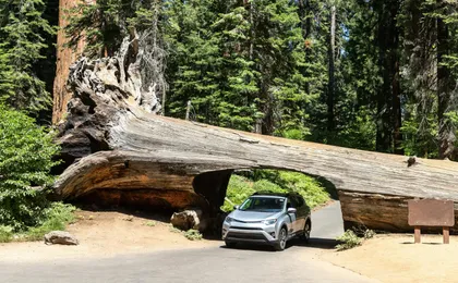 Audio-guided driving tour to Redwood National & State Parks