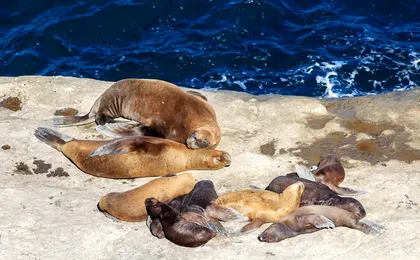 Peninsula Valdes and sea lions reserve tour from Puerto Madryn