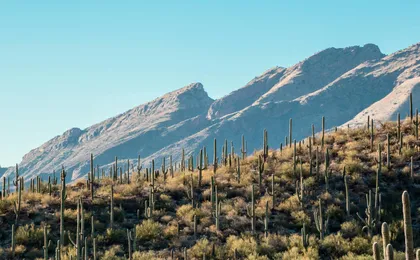 Saguaro National Park Self-Guided Driving Audio Tour