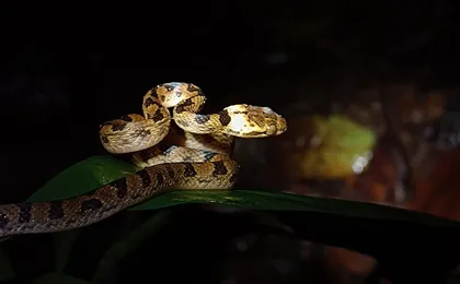 Manuel Antonio Jungle Night Tour