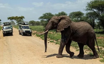 4-Day Tanzania Camping Safari to Lake Manyara, Serengeti, and Ngorongoro Crater