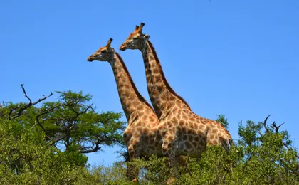 Hluhluwe Imfolozi Safari Day Tour (7)