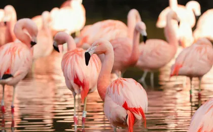 Day ticket for Paignton Zoo on the English Riviera