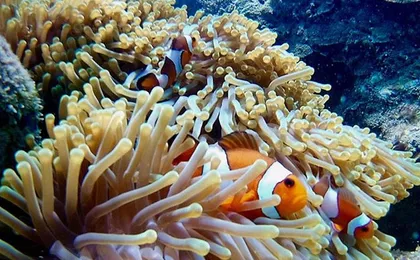 Krabi 7 Islands Snorkeling & Plankton Night by Big Longtail Boat