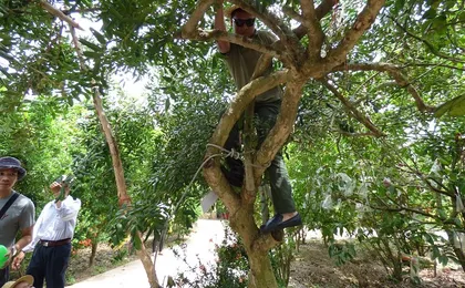Ben Tre - Mekong Delta Day Tour