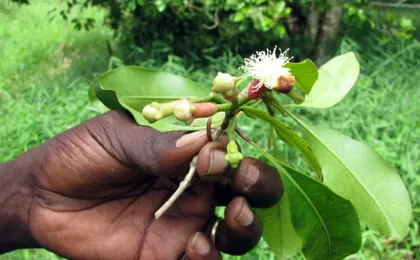 Zanzibar Jozani Chwaka Bay National Park and spice farm tour