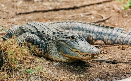 Tickets to ZooQuarium in Tampa
