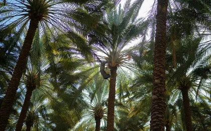 Medina heritage walking tour with Quba Mosque and date tasting