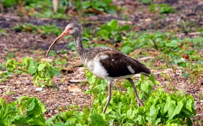 Everglades National Park nature walk & air boat ride