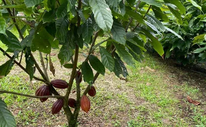 Costa Rica flavours and nature experience