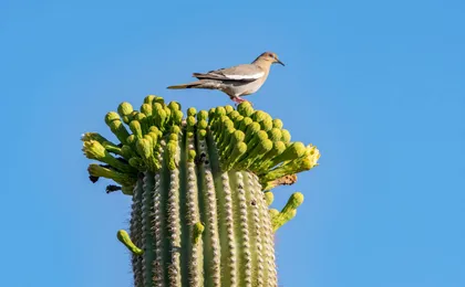 Audio-guided driving tour to Saguaro National Park