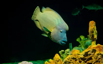 Tickets for aquarium of Livorno