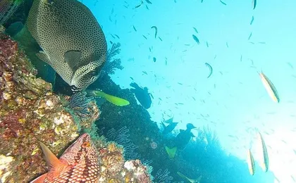 Chileno Bay and Santa Maria Cove snorkeling tour in Los Cabos