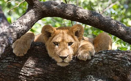 4-Day From Zanzibar Manyara, Serengeti & Ngorongoro Best Luxury Safari