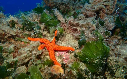 First-time scuba dive at Isla del Fraile from Águilas