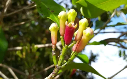 Zanzibar Jozani Chwaka Bay National Park and spice farm tour