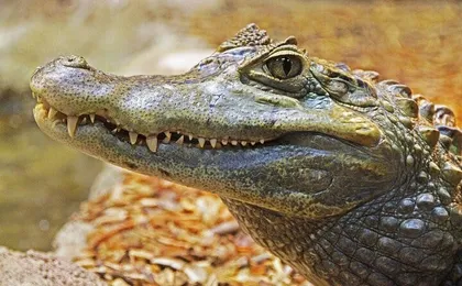 Everglades National Park full-day tour with round-trip transfer