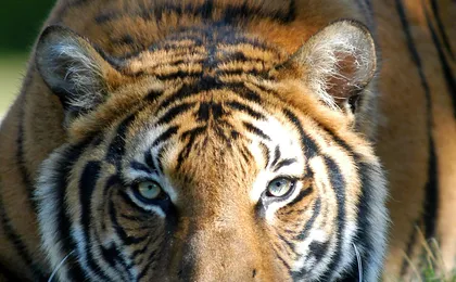Zoo Miami general admission tickets or food package