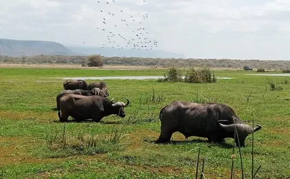 4-Day From Zanzibar Manyara, Serengeti & Ngorongoro Best Luxury Safari