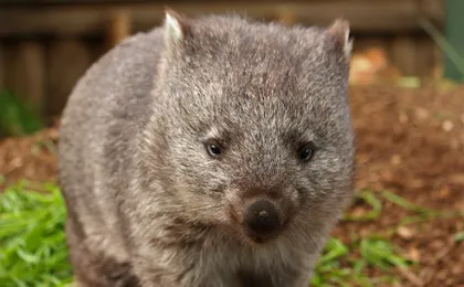 Bonorong Wildlife Sanctuary Night Tour