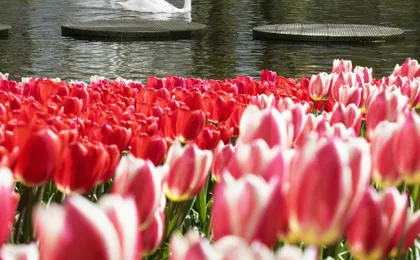 Windmill Cruise and Access to Keukenhof Gardens with Audioguide