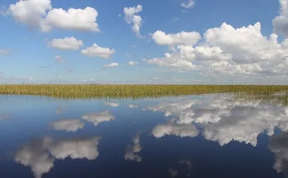 Everglades admission ticket with airboat ride and wildlife show