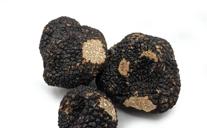 Burgundy truffle hunting demonstration and truffle lunch