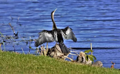 Everglades National Park full-day tour with round-trip transfer