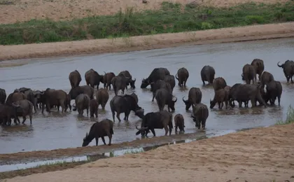 Hluhluwe Imfolozi Safari Day Tour (7)