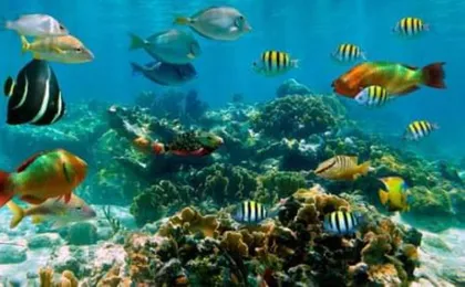 Cielo, Cielito, Palancar and Colombia Reefs Boat Tour