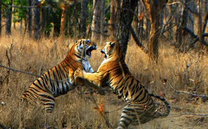 2 Days: Ranthambore Tiger Safari From Jaipur With Drop At Agra