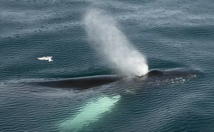 Classic whale watching tour in Reykjavík