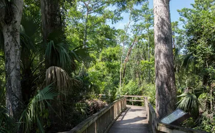 Big Cypress National Preserve Self-Guided Driving Audio Tour