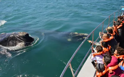 Full-day Excursion to Peninsula Valdes from Puerto Madryn