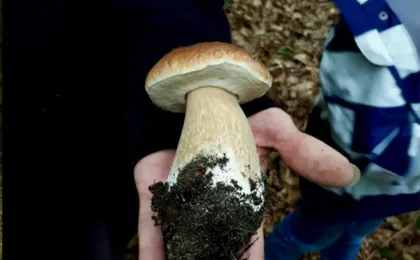 Mushroom foraging guided hike in Karlsruhe