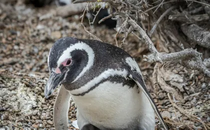 Peninsula Valdes and Whale Watching Tour from Puerto Madryn