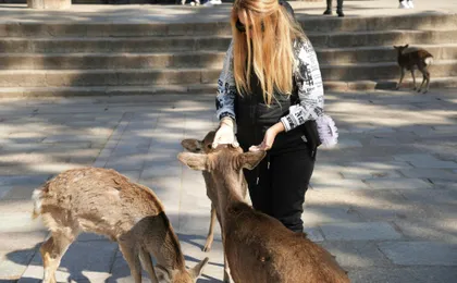 Himeji, Nara and Kobe full-day tour from Osaka