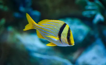 Puerto Morelos Reef snorkelling tour with lunch