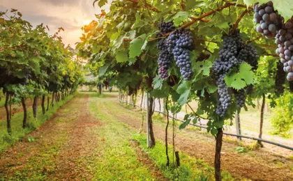 San Gimignano Wine Tasting & Tuscan Dinner at a Local Winery