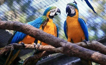 Iguassu Falls Brazil side with optional Macuco safari, helicopter flight, and Bird Park