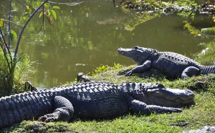 Everglades airboat adventure tour with transportation