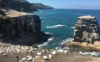 Muriwai Beach and Gannet Eco Tour with Wine Tasting