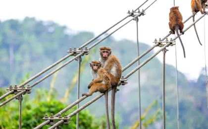 Kandy, Sigiriya and Dambulla two-day tour